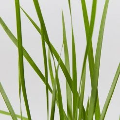 Shrubs Lomandra Confertifolia 'Little Cricket' Full Sun 9 Shrubs Lomandra Confertifolia 'Little Cricket' Full Sun