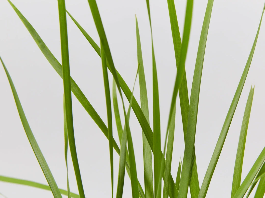 Shrubs Lomandra Confertifolia 'Little Cricket' Full Sun 6 Shrubs Lomandra Confertifolia 'Little Cricket' Full Sun