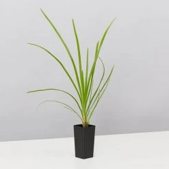 Shrubs Lomandra Confertifolia 'Little Cricket' Full Sun 8 Shrubs Lomandra Confertifolia 'Little Cricket' Full Sun