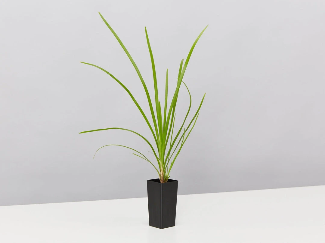 Shrubs Lomandra Confertifolia 'Little Cricket' Full Sun 5 Shrubs Lomandra Confertifolia 'Little Cricket' Full Sun