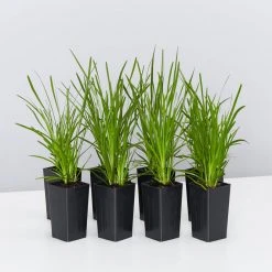 Shrubs Lomandra Confertifolia Little Pal Australian Native Plants