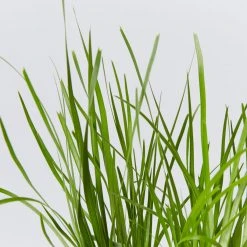 Shrubs Lomandra Confertifolia Little Pal Australian Native Plants