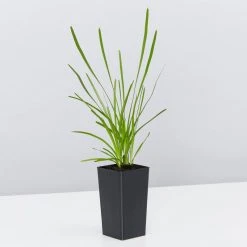 Shrubs The Coastal ???? Mixed Box Of Plants