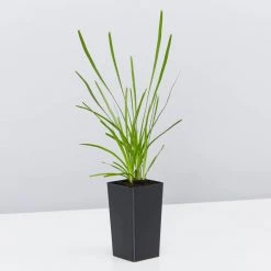 Shrubs Drought Tolerant Plant Pack