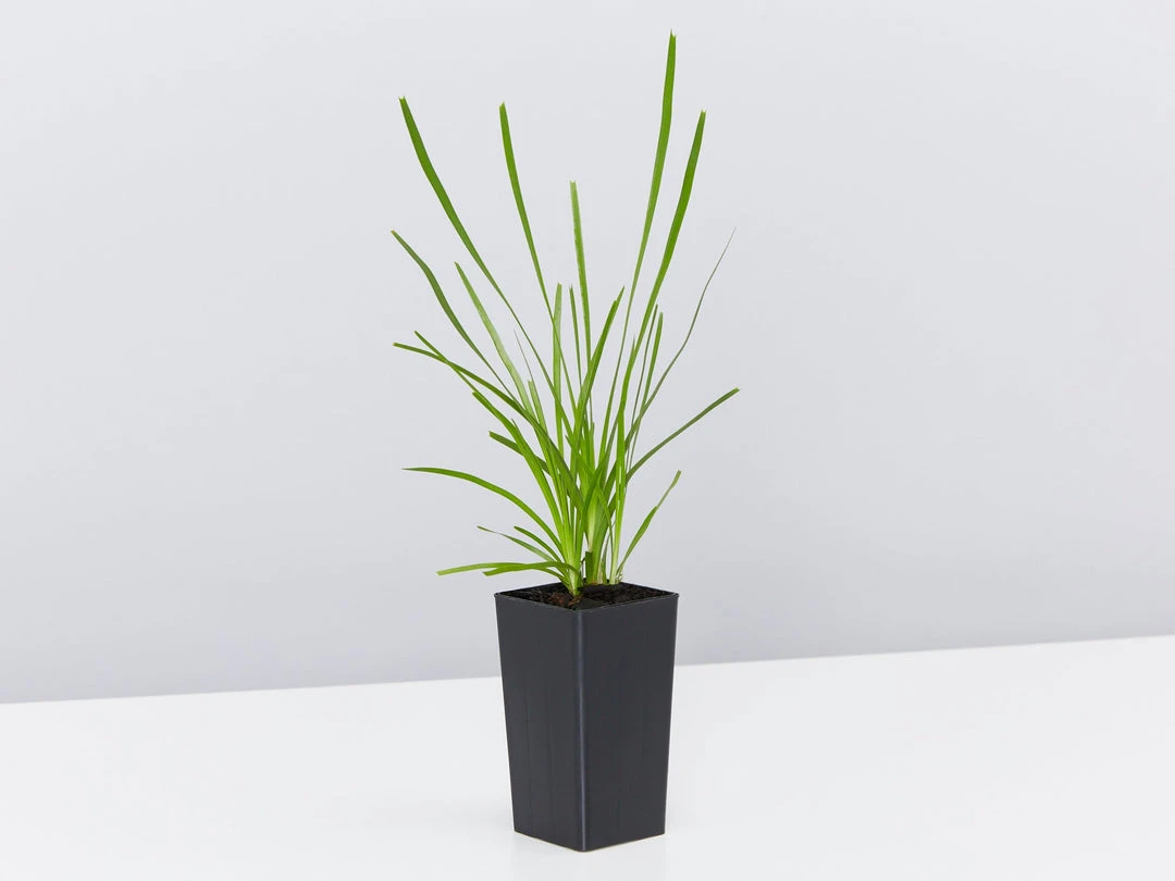 Shrubs Lomandra Confertifolia Little Pal Australian Native Plants 6 Shrubs Lomandra Confertifolia Little Pal Australian Native Plants