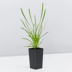 Shrubs A Full Sun - Totally Minimal Effort Garden Pack