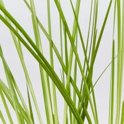 Shrubs Lomandra Longifolia Dalliance