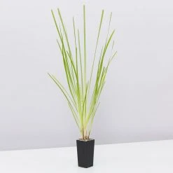 Shrubs Lomandra Longifolia Dalliance