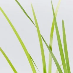 Shrubs Lomandra Hystrix - Mat Rush