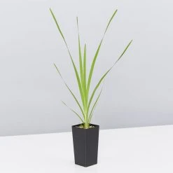 Shrubs Lomandra Hystrix - Mat Rush