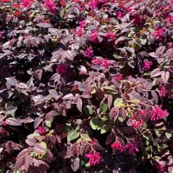 Shrubs Climbing Plants She's All That - The Flowering Pack 21 Shrubs Climbing Plants She's All That - The Flowering Pack