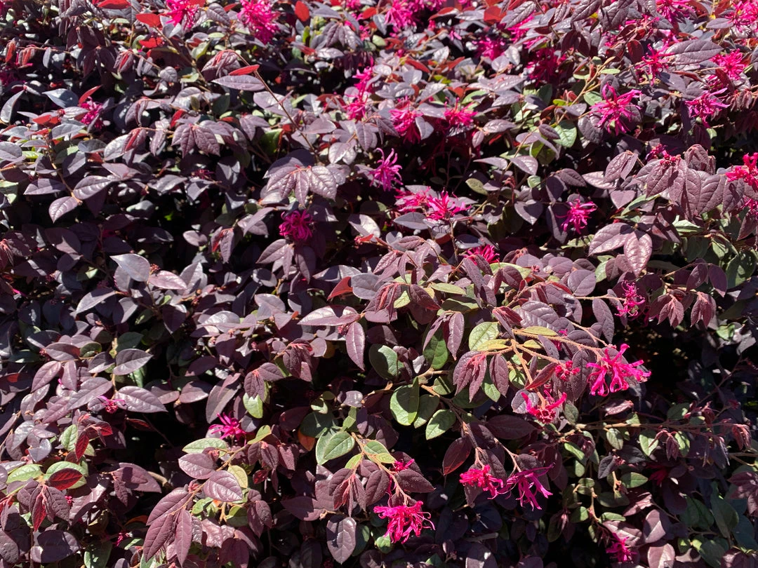Shrubs Climbing Plants She's All That - The Flowering Pack 12 Shrubs Climbing Plants She's All That - The Flowering Pack
