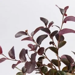 Hedge Loropetalum Chinense Bobz Red (dwarf) Shrubs