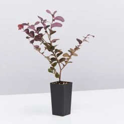 Shrubs Climbing Plants She's All That - The Flowering Pack 20 Shrubs Climbing Plants She's All That - The Flowering Pack