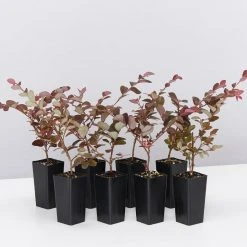 Shrubs Loropetalum Chinense Bobz Pink