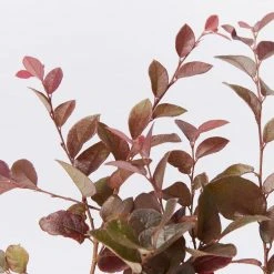 Shrubs Loropetalum Chinense Bobz Pink