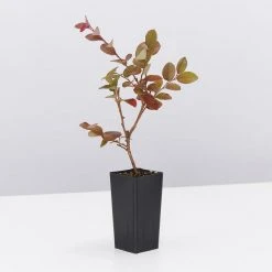 Shrubs Loropetalum Chinense Bobz Pink