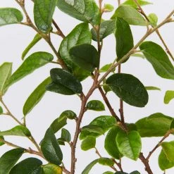 Hedge Loropetalum Chinense Bobz White (dwarf)