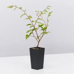 Hedge Loropetalum Chinense Bobz White (dwarf)