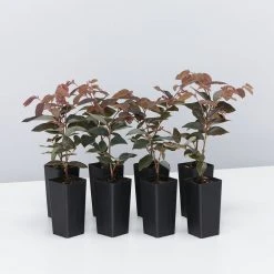 Hedge Loropetalum Chinense "China Pink" Shrubs