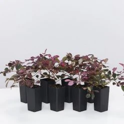 Ozbreed Loropetalum Chinense Purple Pixie™ ‘PEACK’ Pbr Shrubs