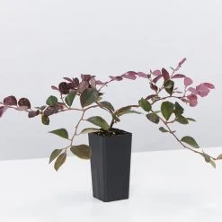 Ozbreed Loropetalum Chinense Purple Pixie™ ‘PEACK’ Pbr Shrubs