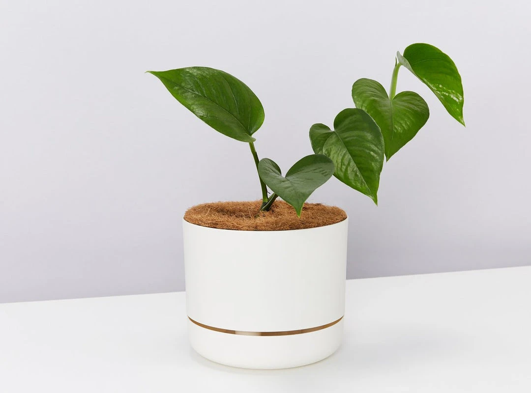Pot + Plant Gift Box Jade Pothos - Pot + Plant + Soil