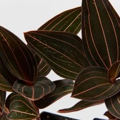 Indoor Garden The Houseplant ???? Wishlist Box Air Purifying