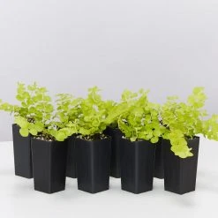 Shrubs Lysimachia Nummularia Goldilocks