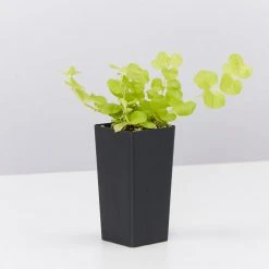 Shrubs Lysimachia Nummularia Goldilocks