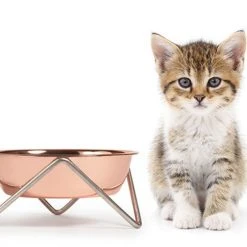 Bendo Lux Cat Bowls - Mix 'n' Match