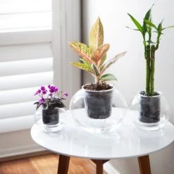 Plants In A Box Clear Glass Self-Watering Planter 15 Plants In A Box Clear Glass Self-Watering Planter