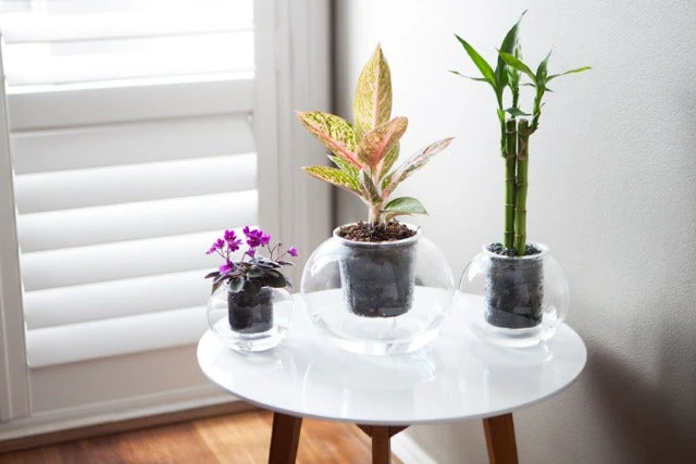 Plants In A Box Clear Glass Self-Watering Planter 9 Plants In A Box Clear Glass Self-Watering Planter