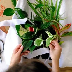 Indoor Garden Plant Packs A Giftbox Of Houseplants???? - Includes Gift Wrapping