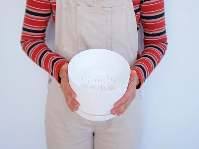 Pot + Plant Gift Box Easy Care Plants Blue Star Fern - Pot + Plant + Soil 16 Pot + Plant Gift Box Easy Care Plants Blue Star Fern - Pot + Plant + Soil