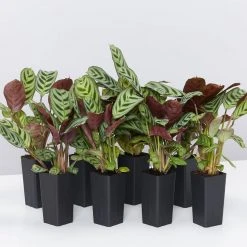 Indoor Garden Ctenanthe Burle Marxii