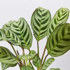 Indoor Garden Ctenanthe Burle Marxii