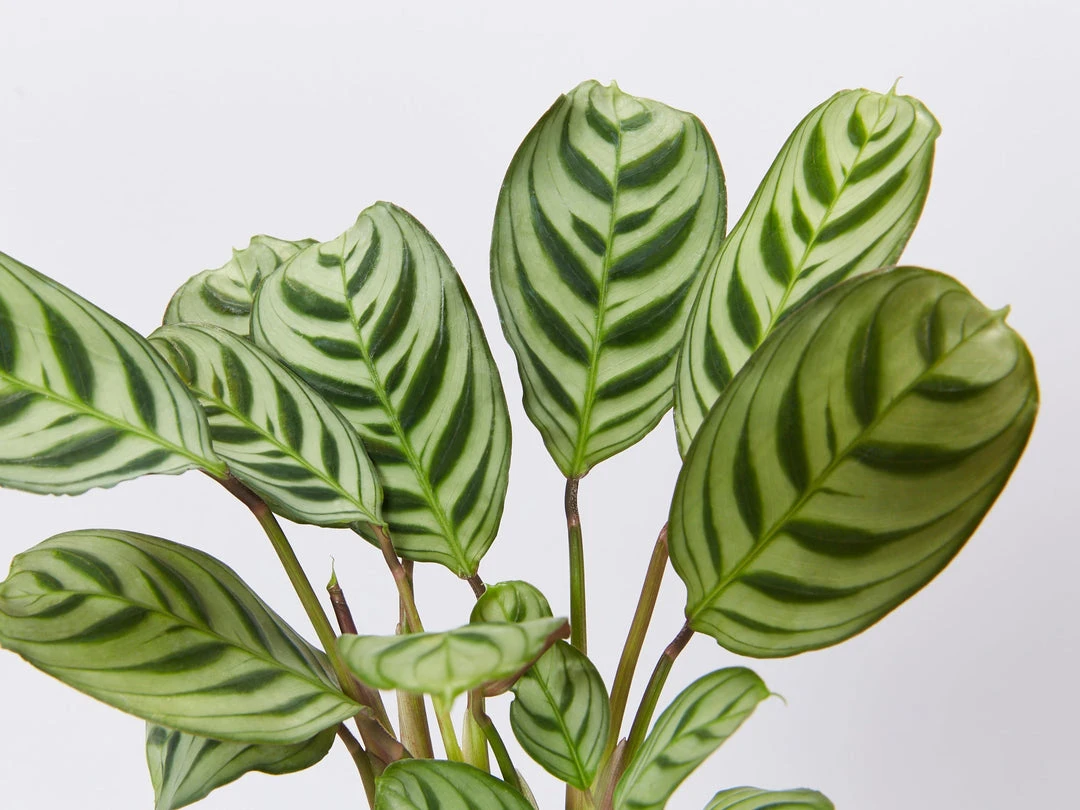 Indoor Garden Ctenanthe Burle Marxii 4 Indoor Garden Ctenanthe Burle Marxii