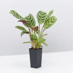 Indoor Garden Calathea And Ctenanthe Houseplant Pack