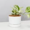 Pot + Plant Gift Box Pothos Marble Queen - Pot + Plant + Soil Pothos 'Devils Ivy'