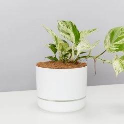 Pot + Plant Gift Box Pothos Marble Queen - Pot + Plant + Soil Pothos 'Devils Ivy'