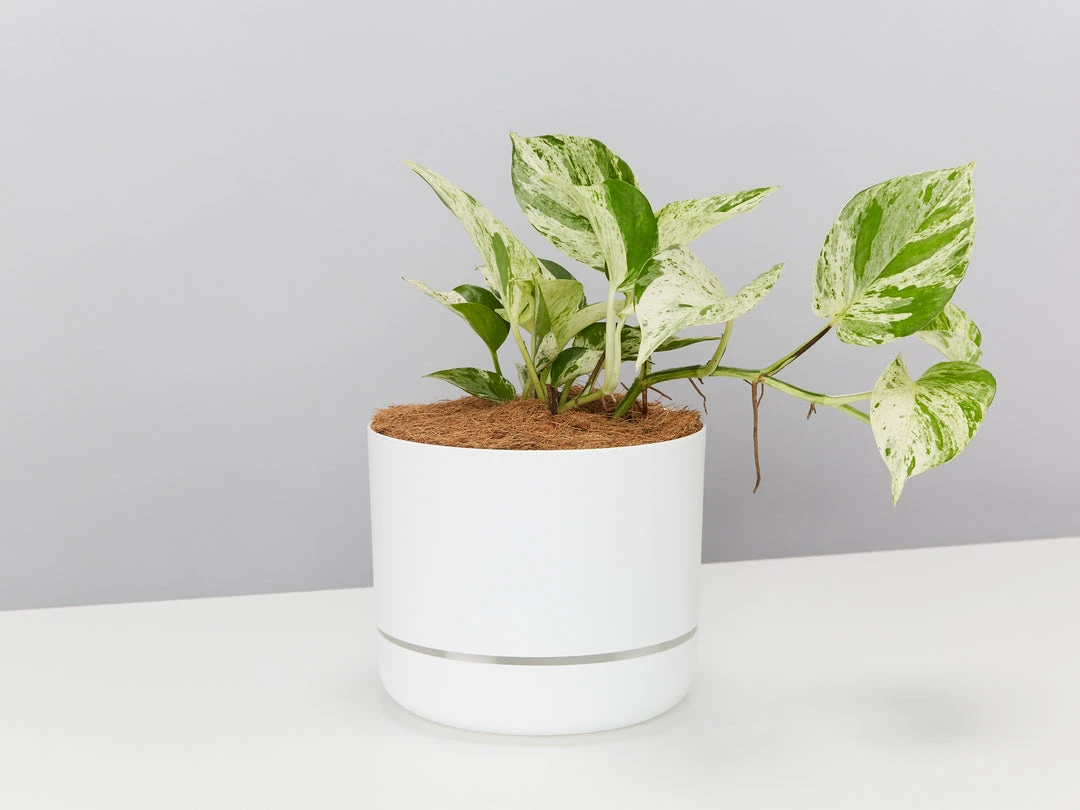 Pot + Plant Gift Box Pothos Marble Queen - Pot + Plant + Soil Pothos 'Devils Ivy' 3 Pot + Plant Gift Box Pothos Marble Queen - Pot + Plant + Soil Pothos 'Devils Ivy'