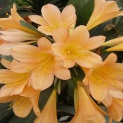 Shrubs Border Plants Clivia Miniata Peach
