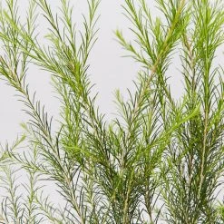 Shrubs Melaleuca Armillaris Pink