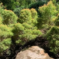 Shrubs Melaleuca Claret Tops 14 Shrubs Melaleuca Claret Tops