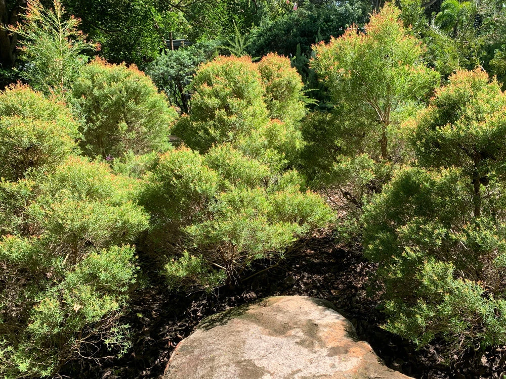 Shrubs Melaleuca Claret Tops 7 Shrubs Melaleuca Claret Tops