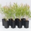Shrubs Melaleuca Claret Tops