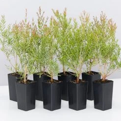 Shrubs Melaleuca Claret Tops