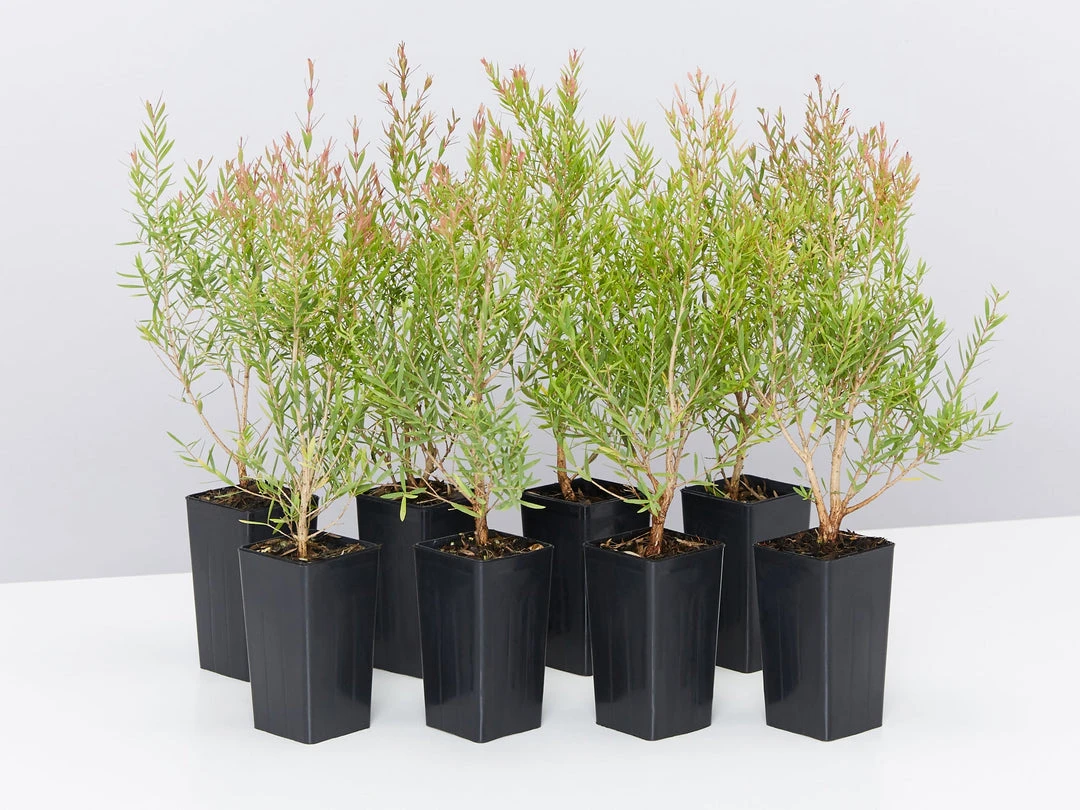 Shrubs Melaleuca Claret Tops 3 Shrubs Melaleuca Claret Tops