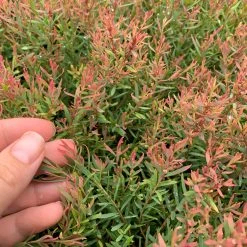 Shrubs Melaleuca Claret Tops